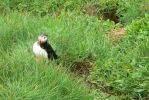 PICTURES/PUFFINS - Helmaey Island/t_PUFF (22).JPG
